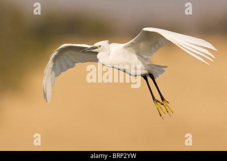 Aigrette garzette en vol Banque D'Images