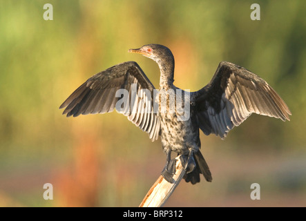 Reed Cormorant perché sur une branche sécher ses ailes Banque D'Images