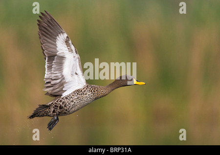 Canard à bec jaune en vol Banque D'Images