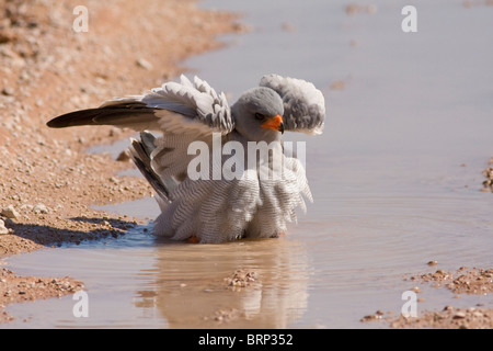 Le sud de l'Autour des palombes Psalmodiant pâle baignade à edge water Banque D'Images