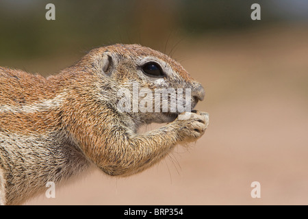 Portrait vue côté alimentation spermophile pf Banque D'Images