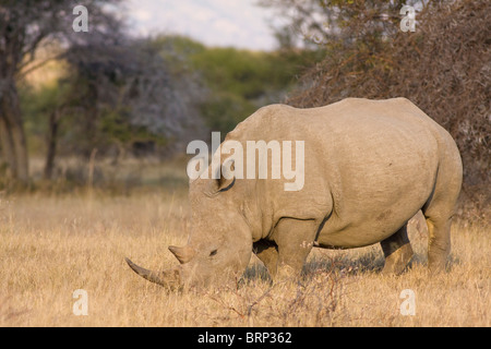 Alimentation rhinocéros blanc Banque D'Images