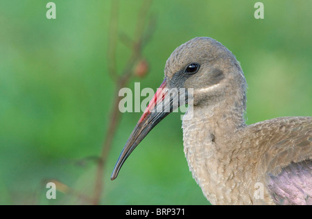 Ibis Hadeda portrait Banque D'Images