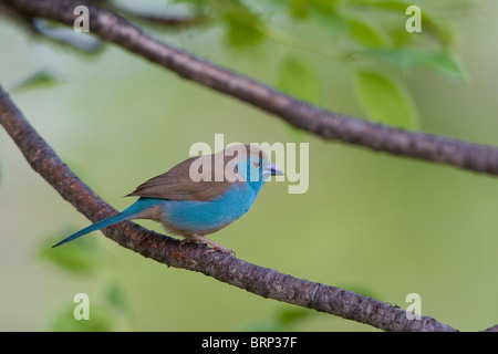 Blue Waxbill perché sur une branche Banque D'Images