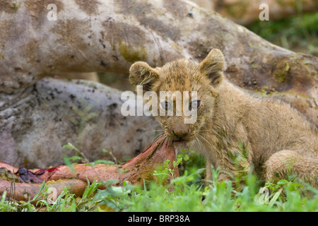 Lion cub se nourrissant d'une carcasse de girafe Banque D'Images