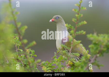 African Green-Pigeon Banque D'Images