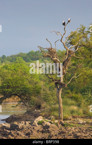 African Fish-Eagle paire perché en arbre mort, avec vue sur la rivière Banque D'Images