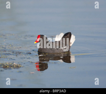 La Gallinule poule-d'eau reflète dans l'eau Banque D'Images