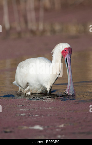 Spatule d'Afrique dans l'eau d'alimentation Banque D'Images