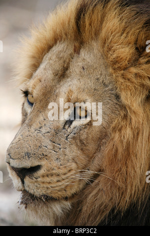 Portrait serré d'un lion mâle avec un visage meurtri Banque D'Images