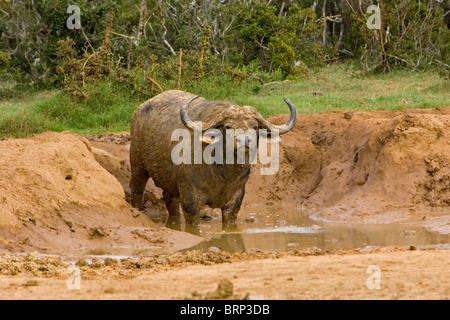 Buffle africain à un point d'eau boueuse Banque D'Images