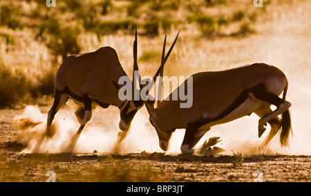 Gemsbok (Oryx) lutte contre Banque D'Images