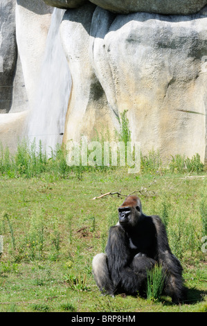 Stock photo d'un gorille au zoo de La Palmyre en France. Banque D'Images