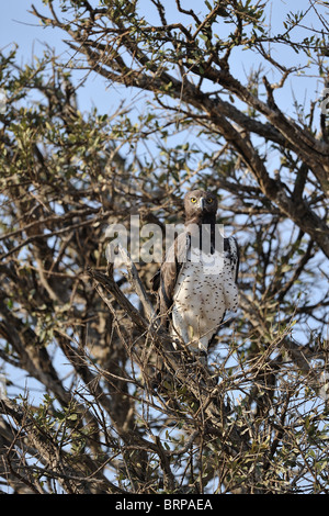 Aigle Martial - Martial hawk-eagle (Polemaetus bellicosus - Hieraaetus bellicosus - Polemaeetus bellicosus) dans un arbre Banque D'Images