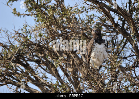 Aigle Martial - Martial hawk-eagle (Polemaetus bellicosus - Hieraaetus bellicosus - Polemaeetus bellicosus) dans un arbre Banque D'Images