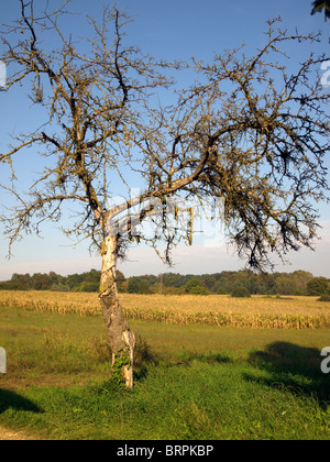 Vieil arbre Banque D'Images