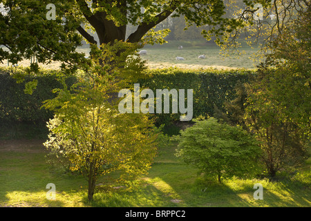 Grand pays avec jardin arbustes, arbres et champ avec des moutons, Sussex, England, UK Banque D'Images