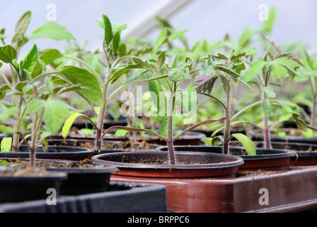 Tomatenpflanze im Gewächshaus - plant de tomate en maison de verre 03 Banque D'Images