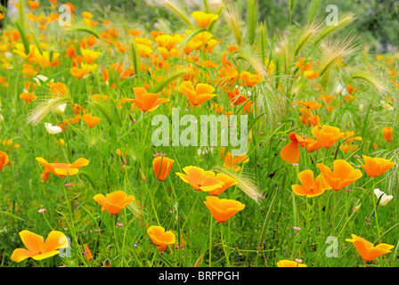 Kalifornischer Mohn - Pavot de Californie 28 Banque D'Images