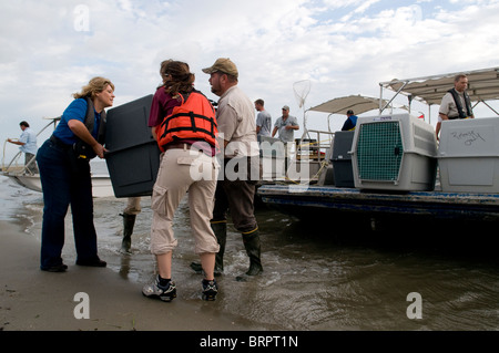 Publication sur Pelican Island raton laveur. Banque D'Images