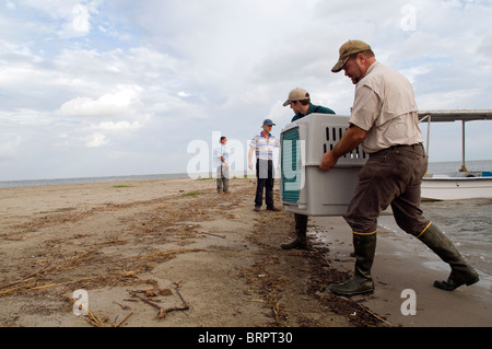 Publication sur Pelican Island raton laveur. Banque D'Images