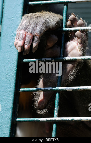 Stock photo d'une main des singes dans une cage. Banque D'Images