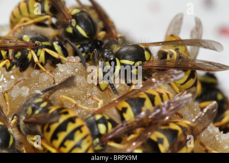 Vespula germanica, la Guêpe Guêpe européenne ou allemande, miel de table Banque D'Images