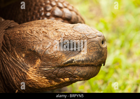 Un gros plan de la tête, les yeux, et d'autres caractéristiques d'une tortue géante mâle (geochelone elephantopus) sur les îles Galapagos. Banque D'Images