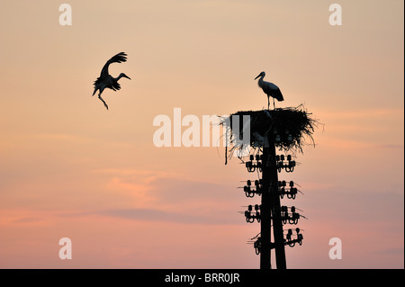 Les cigognes cigogne en la rivière Biebrza au Podlasie Région, Pologne Banque D'Images