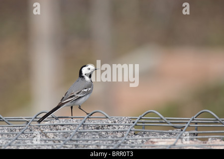 Bergeronnette printanière (Motacilla alba blanc) assis sur une clôture. Banque D'Images