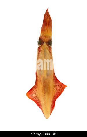 Calmar Loligo vulgaris fruits de mer vivants isolated on white Banque D'Images