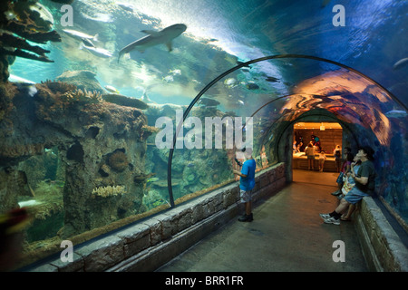 Les gens dans le tunnel des requins, regardant le Shark Reef Aquarium, l'hôtel Mandalay Bay, à Las Vegas USA Banque D'Images
