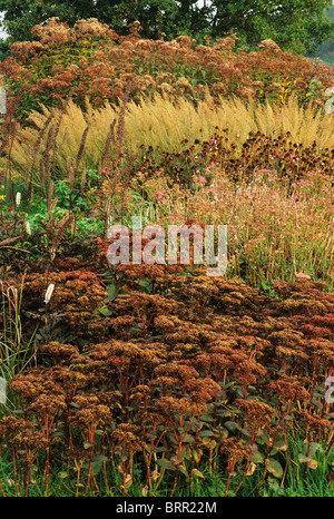 Pensthorpe jardin du millénaire, Norfolk, graminées Automne Automne tête semences chefs seedheads Frontières frontières jardin plantes Banque D'Images