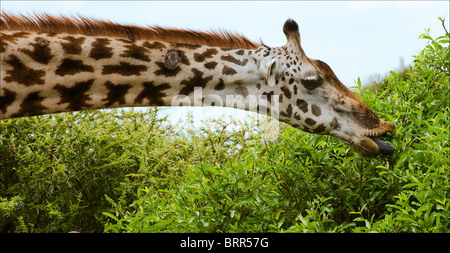 La girafe mange. La girafe a eu tendance à un Bush et d'avoir étendu la langue bleu foncé feuilles de larmes. Banque D'Images