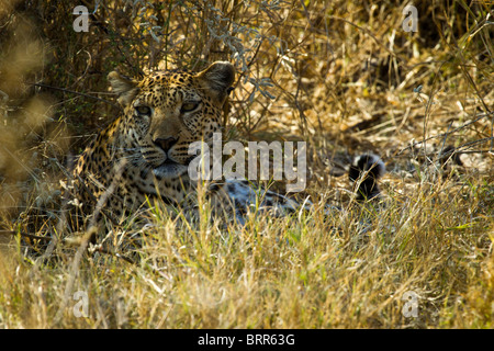 Nous avons repéré une carcasse à moitié mangé impala dans la fourche d'un arbre. Nous avons réalisé une leopard doit être à proximité. Après, une demi-heure de ca Banque D'Images