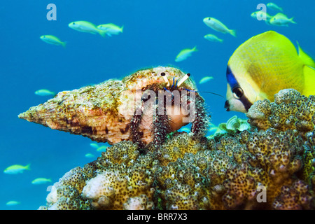 L'ermite sur reef Banque D'Images