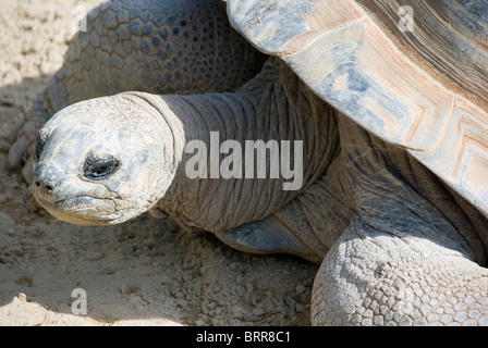 Gros plan sur la tête de tortue géante Geochelone gigantea Aldabra, le zoo de Twycross, Angleterre Banque D'Images