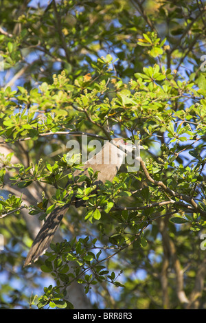 Super Lizard-Cuckoo Saurothera merlini perché dans l'arbre à Zapata Swamp, République de Cuba en avril. Banque D'Images