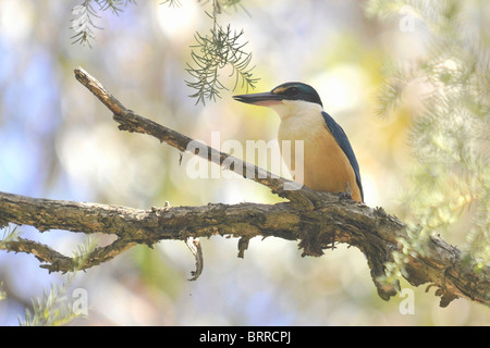 Sacred kingfisher assis dans les bois Banque D'Images