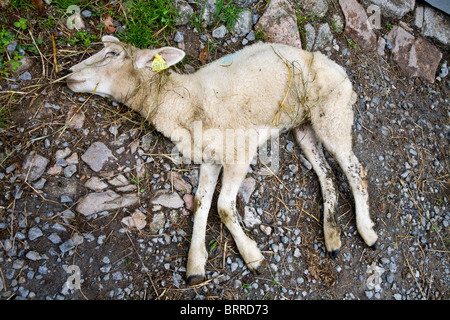 Moutons morts portant sur le sol à l'extérieur d'une grange en France Banque D'Images