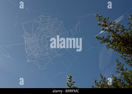 Couvert de rosée abstrait cobweb isolés contre ciel bleu vif. Banque D'Images