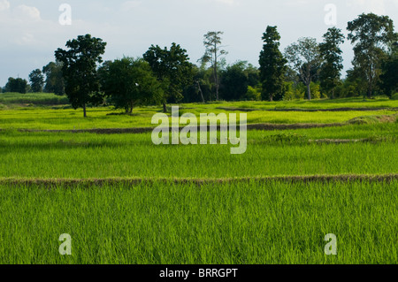 Les champs de riz de Nakhon Ratchasima province du nord-est de la Thaïlande. Banque D'Images