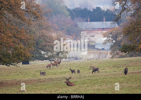 Chevreuil dans la campagne anglaise Banque D'Images