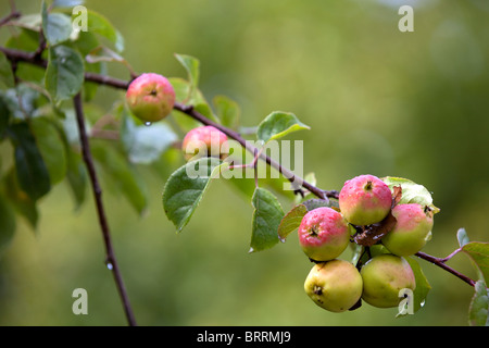 Un tas de pommes de crabe mûre pendu à une branche et humide avec de l'eau de pluie à la suite d'une récente averse, England UK Banque D'Images