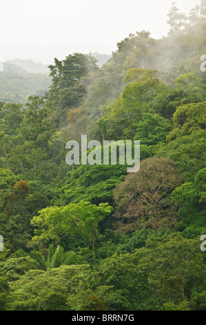 Forêt tropicale à Cerro la Vieja dans les hautes terres de Cocle province, République du Panama Banque D'Images
