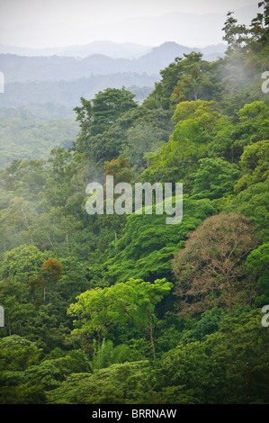Forêt tropicale à Cerro la Vieja dans les hautes terres de Cocle province, République du Panama Banque D'Images
