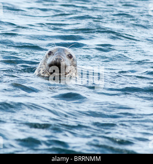 Vu de phoques gris au large des îles Farne dans le Northumberland, UK Banque D'Images