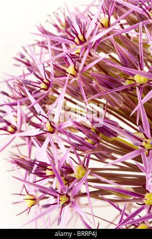 Chef d'une fleur (Allium Christophii variété) sur un fond blanc Banque D'Images