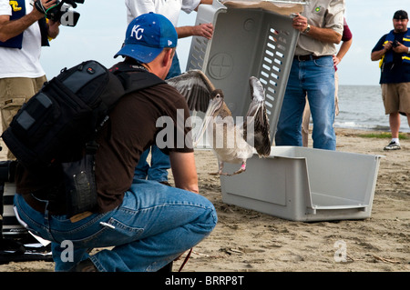 Pélican brun publication sur Raccoon Island, en Louisiane. Banque D'Images