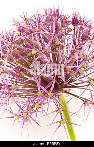 Chef d'une fleur (Allium Christophii variété) sur un fond blanc Banque D'Images